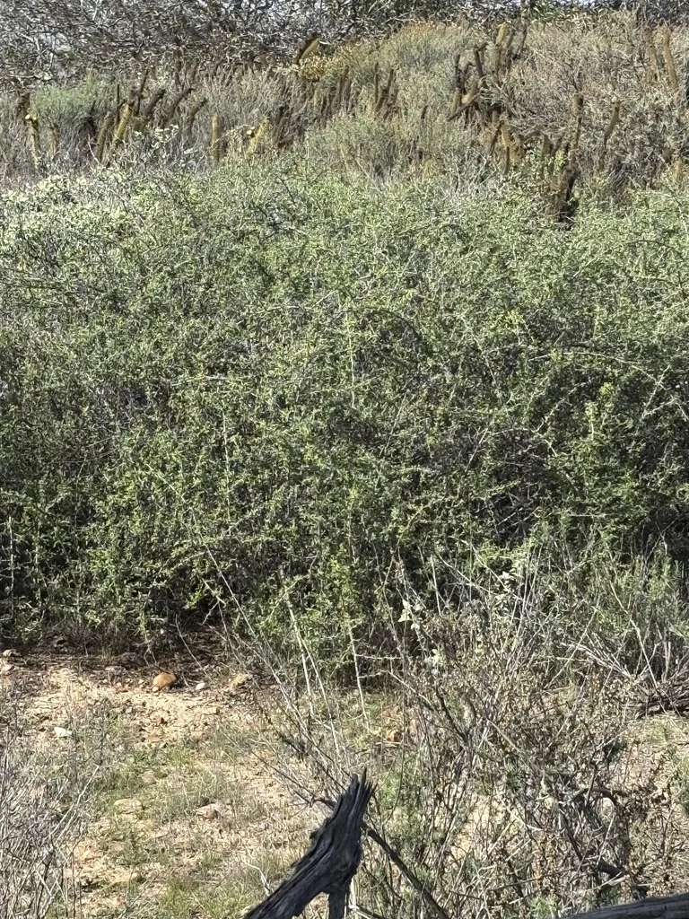 Rosa Minutifolia