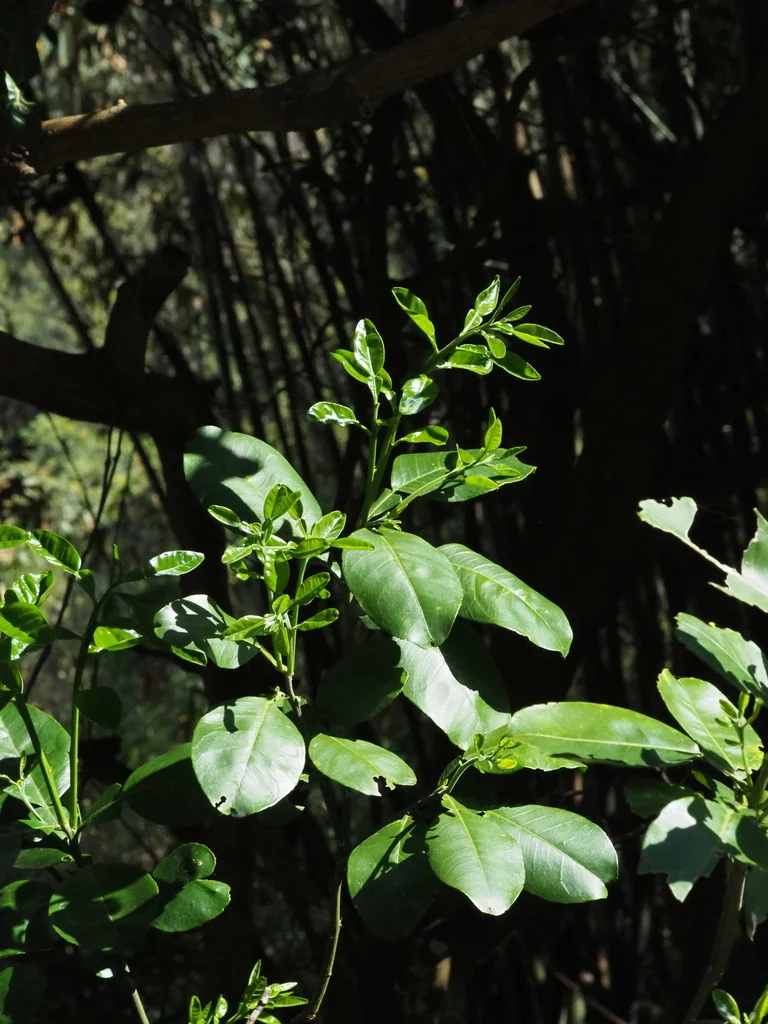 Citrus Maxima