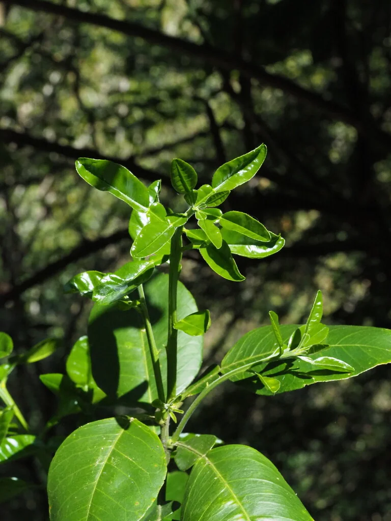 Citrus Maxima