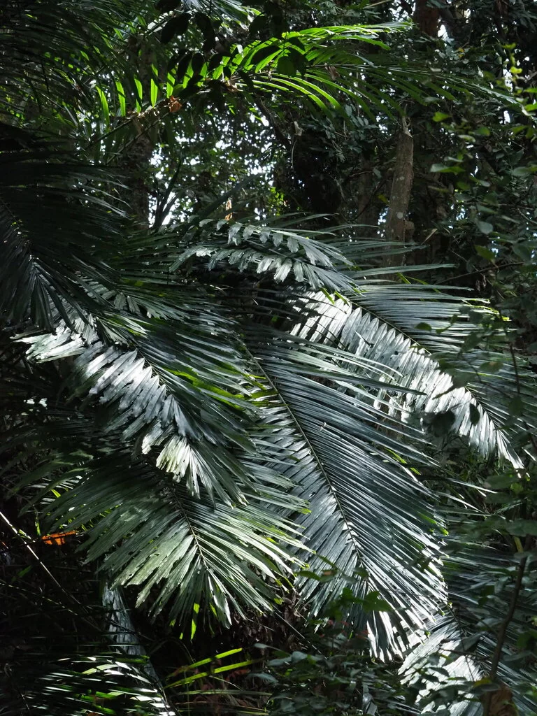 Arenga Engleri