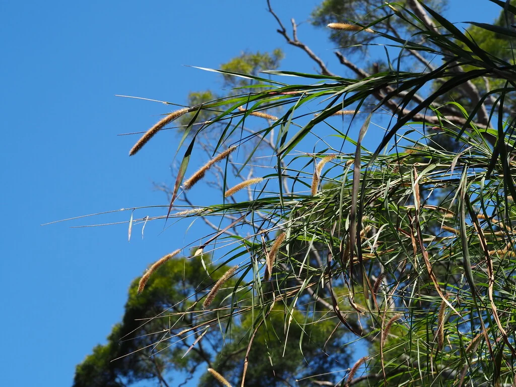 Pennisetum Purpureum