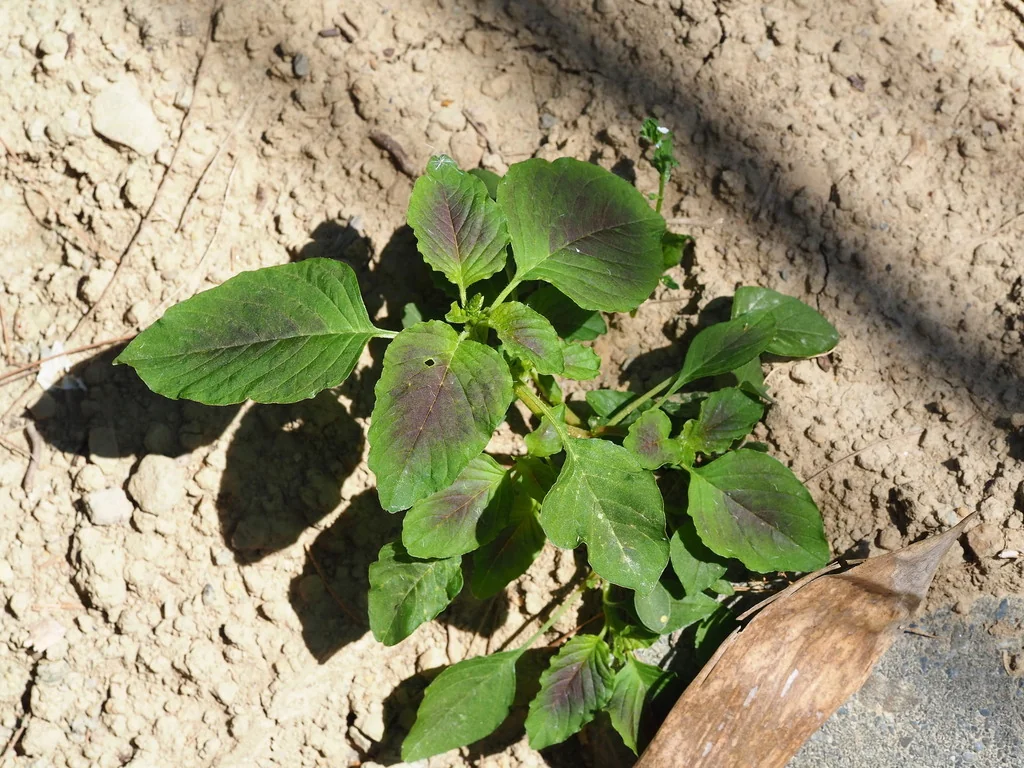 Amaranthus Tricolor