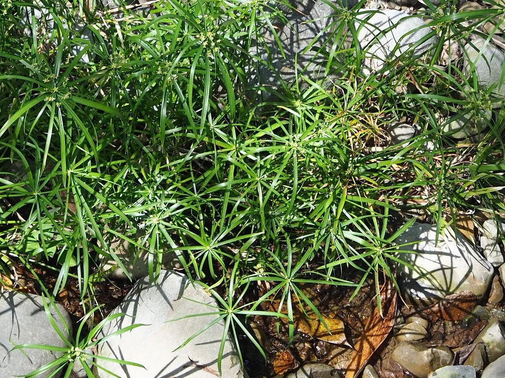 Cyperus involucratus