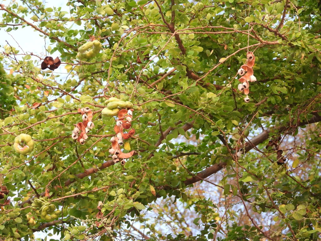 Pithecellobium Dulce