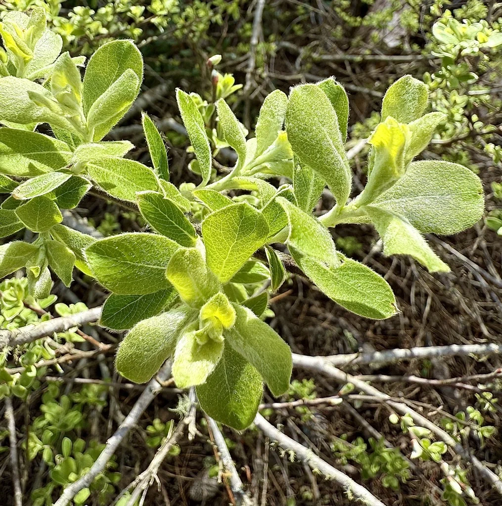 Salix Scouleriana