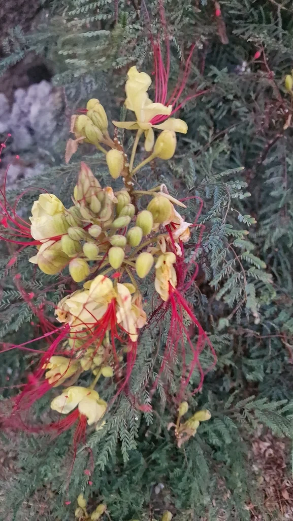 Caesalpinia Gilliesii