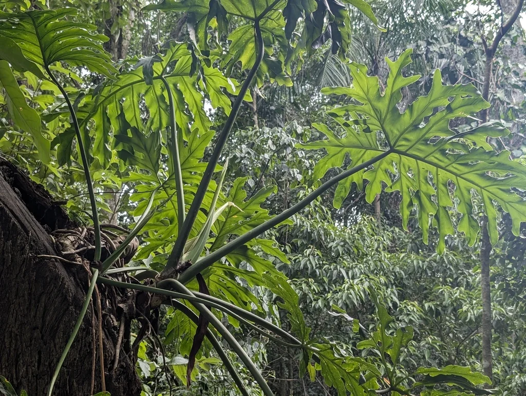 Philodendron Bipinnatifidum