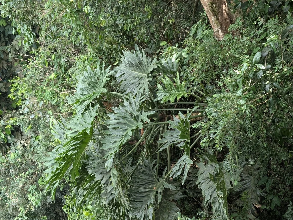 Philodendron Bipinnatifidum