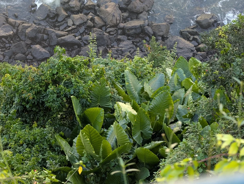 Alocasia plumbea