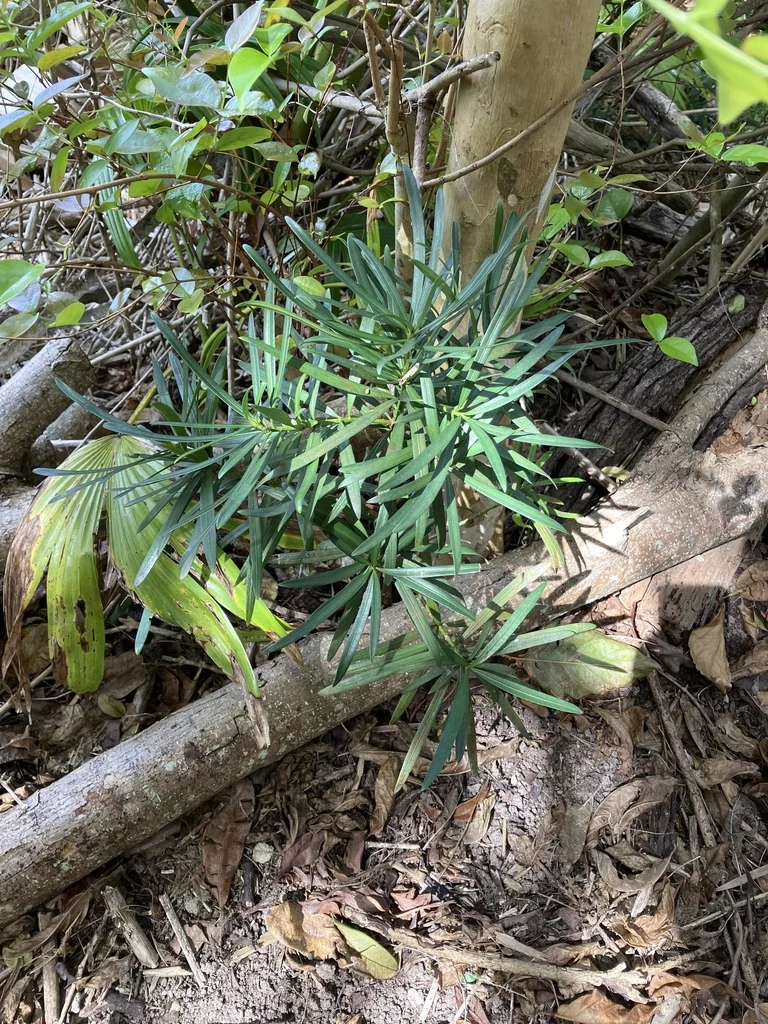 Podocarpus Macrophyllus