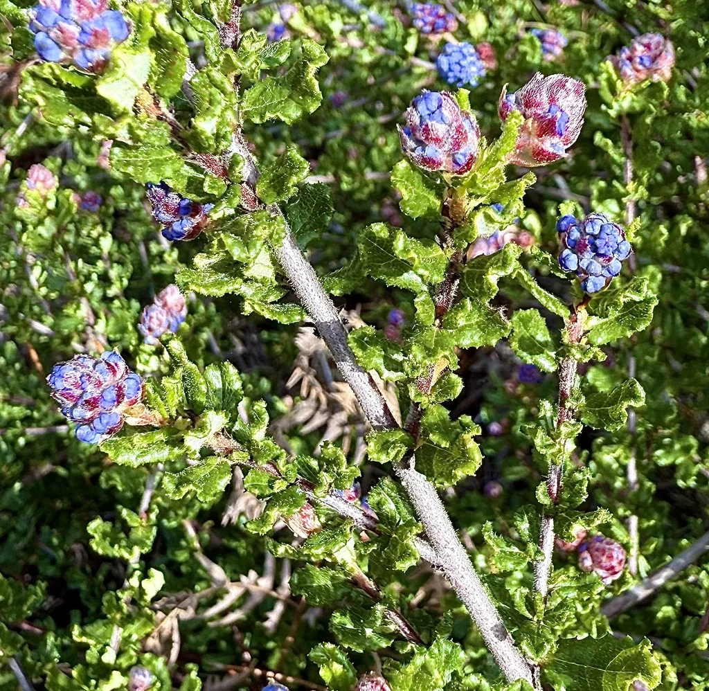 Ceanothus Dentatus