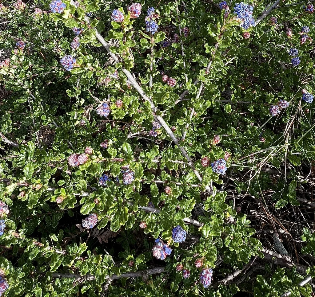 Ceanothus Dentatus