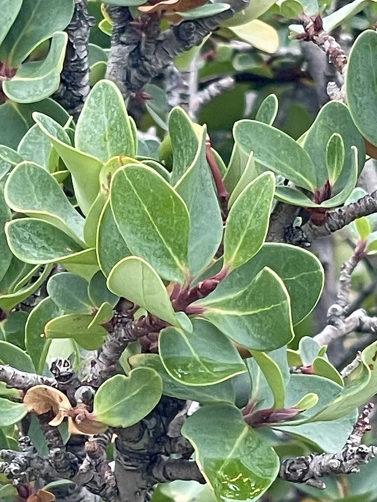 Embothrium Coccineum