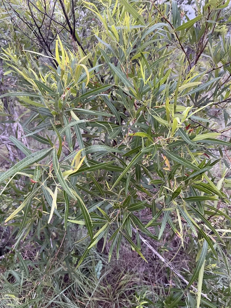 Rhus Lancea