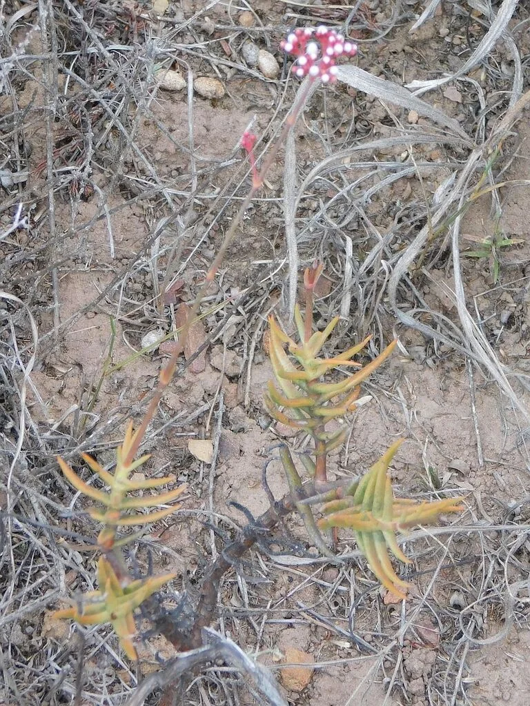 Crassula Tetragona