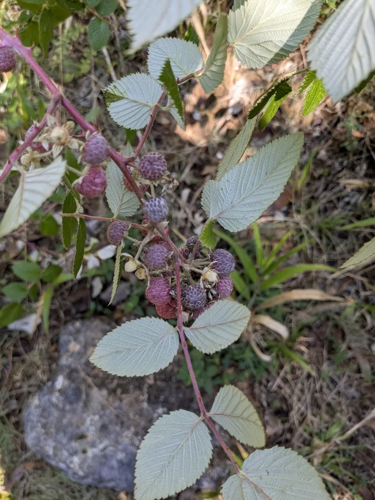 Rubus Niveus