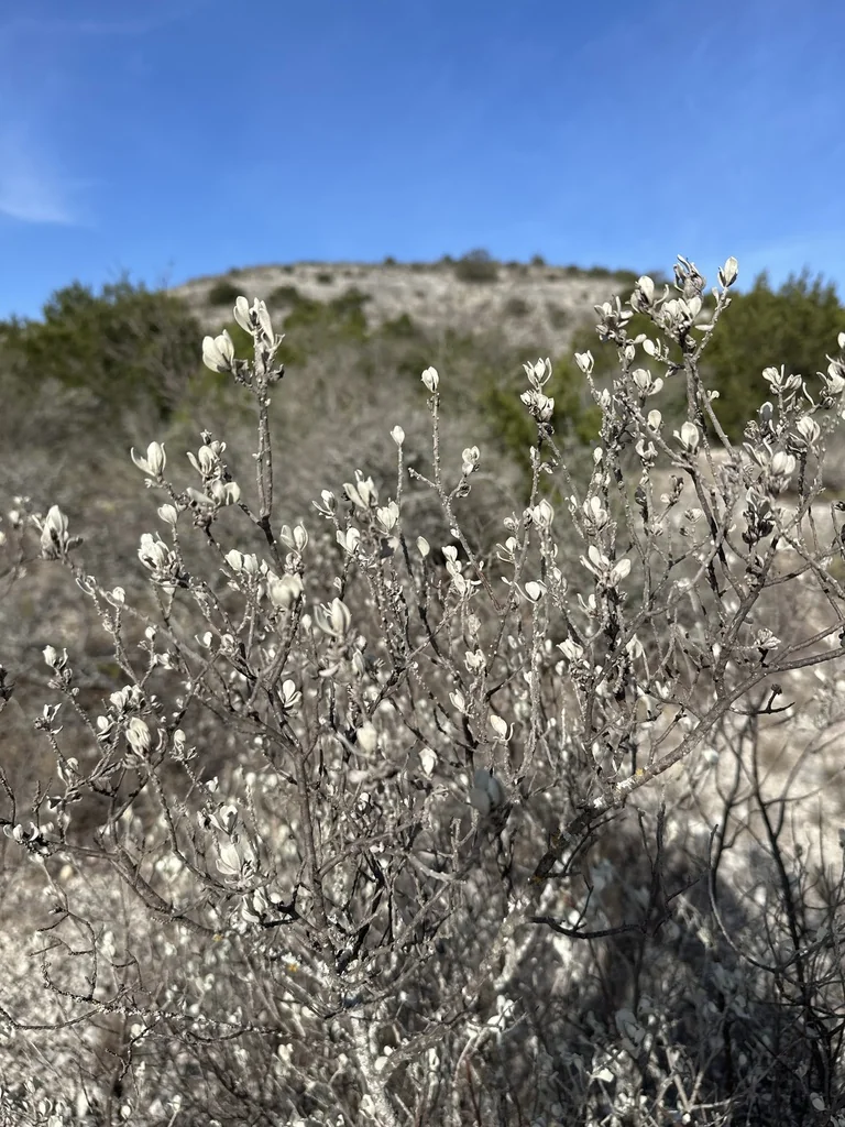 Leucophyllum Frutescens