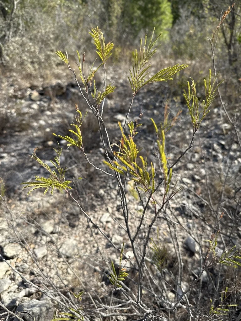 Acacia Berlandieri