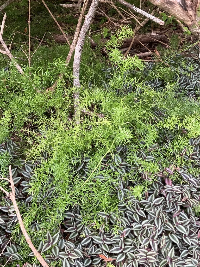 Asparagus densiflorus