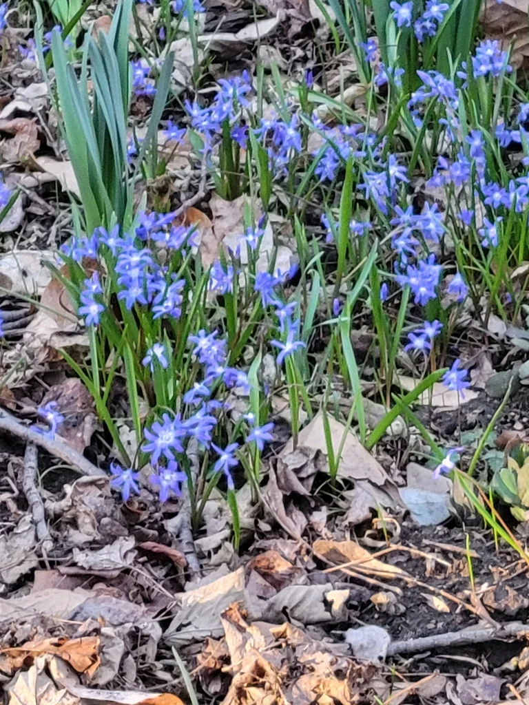 Chionodoxa Forbesii