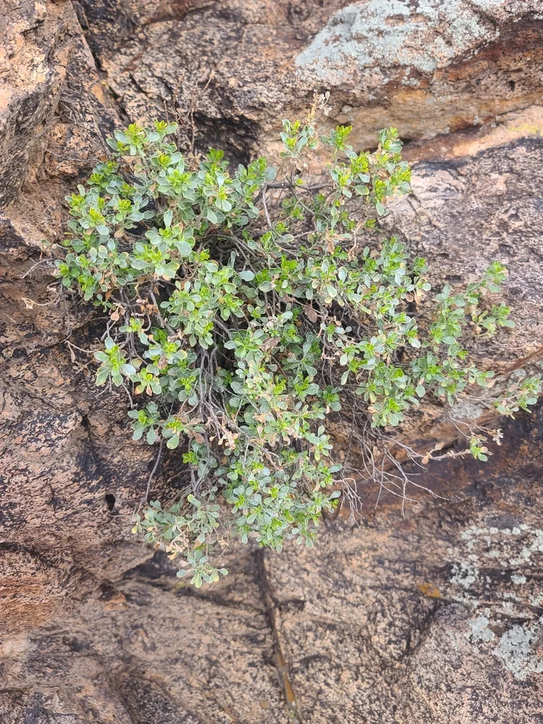 Ericameria Cuneata