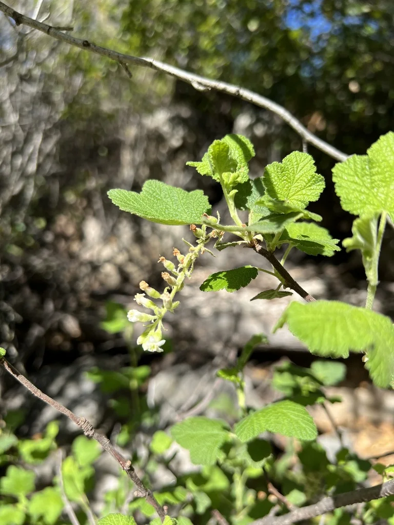 Ribes Indecorum