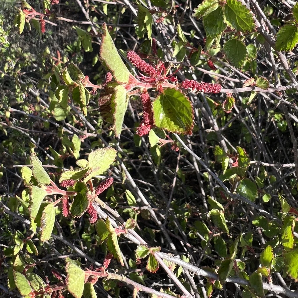 Acalypha Californica