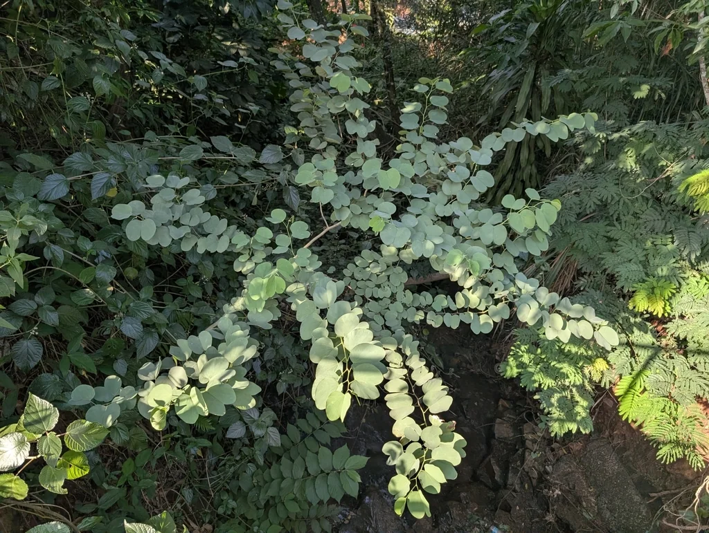 Bauhinia Variegata