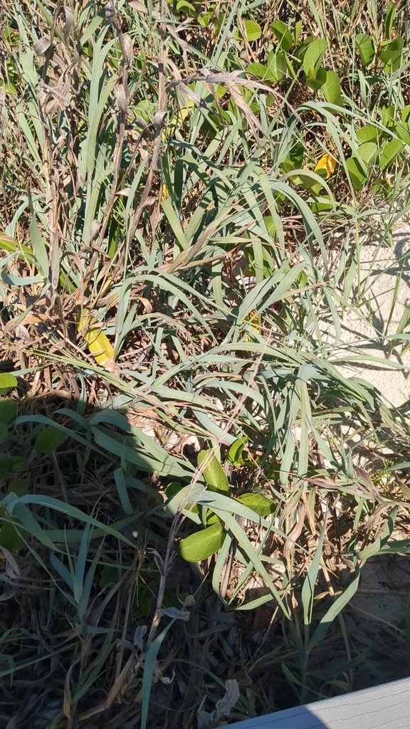 Panicum Amarum