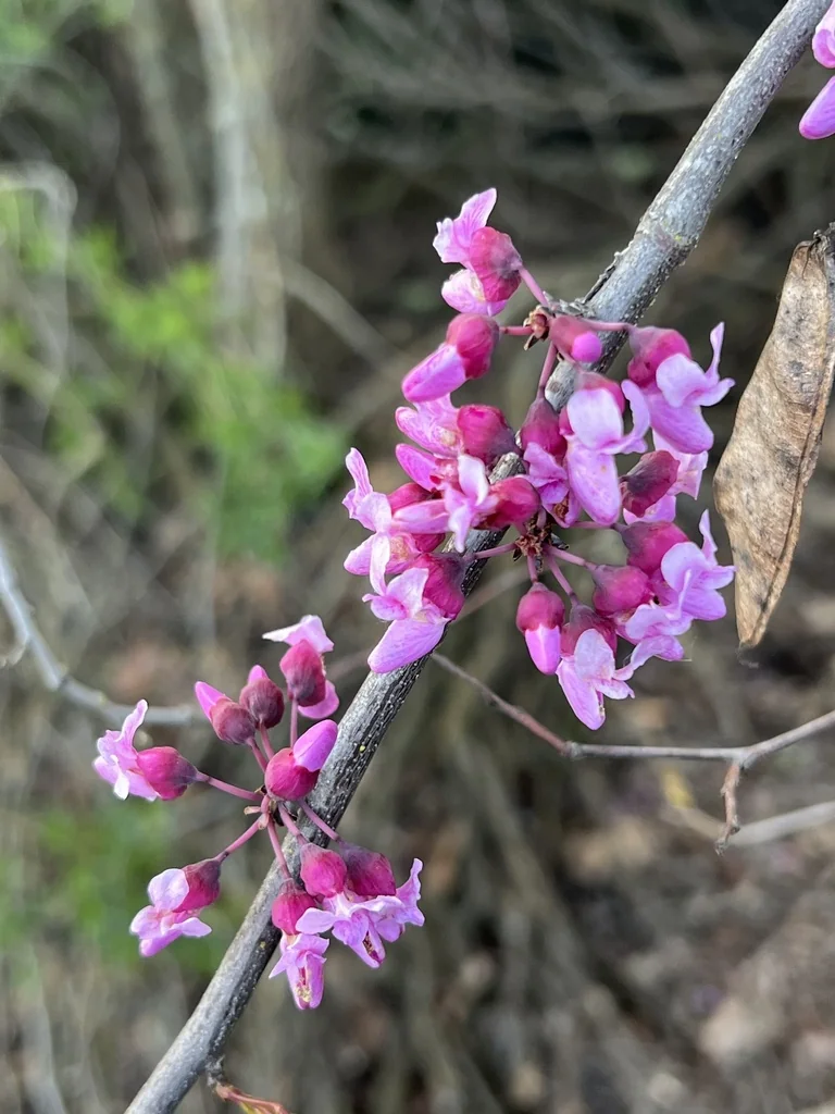 Cercis Occidentalis