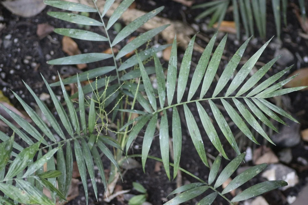 Chamaedorea Elegans