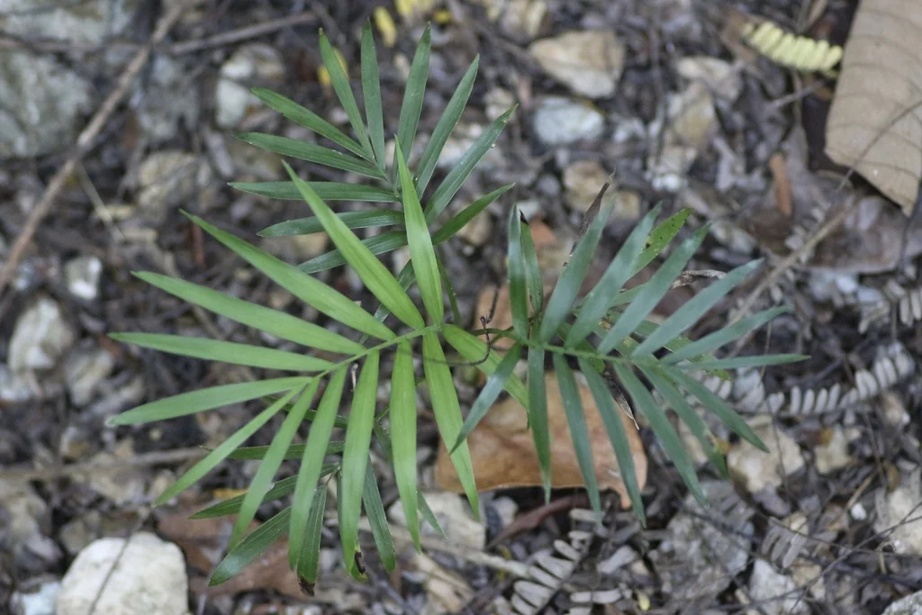 Chamaedorea Elegans