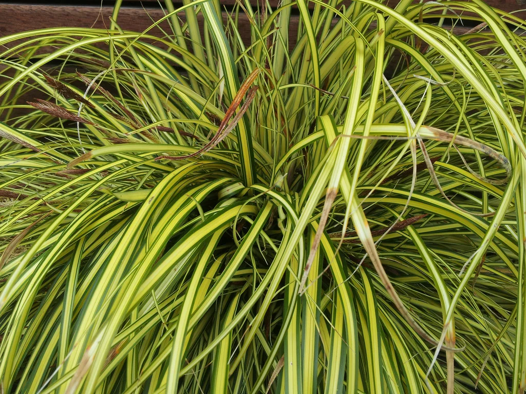 Carex Morrowii
