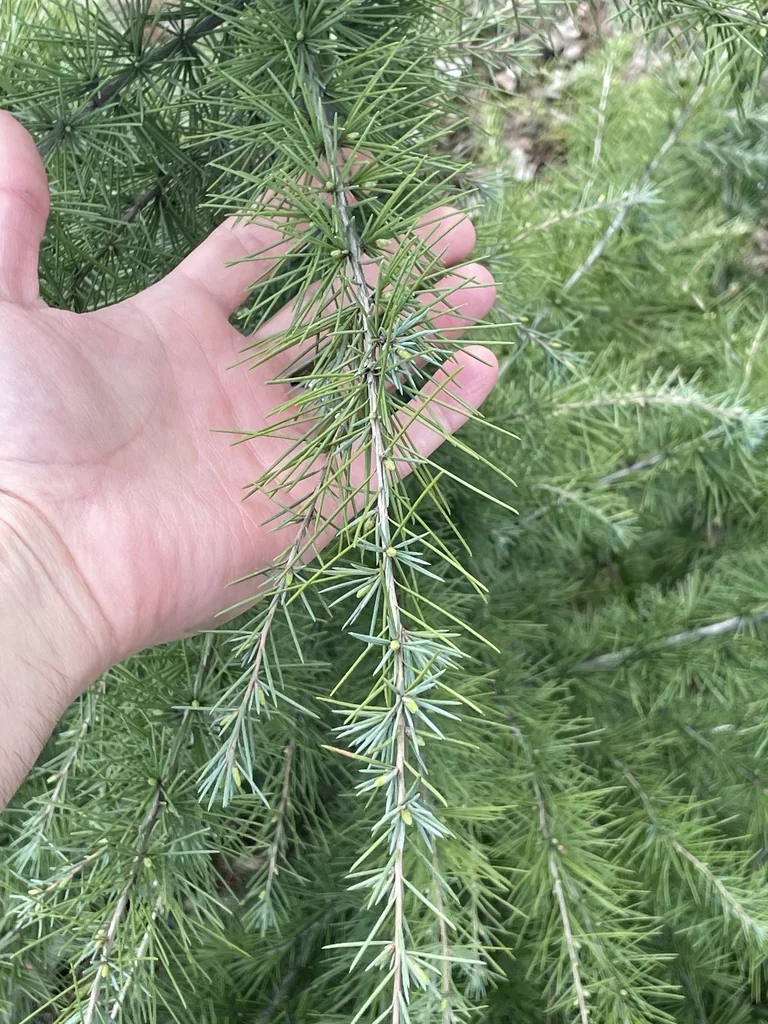Cedrus Deodara