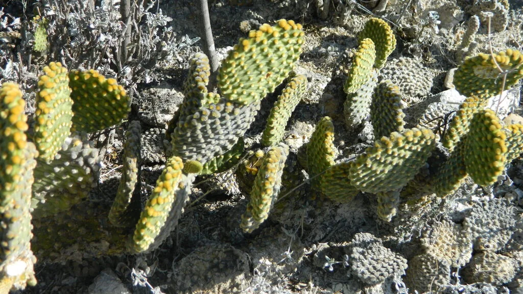 Opuntia Microdasys