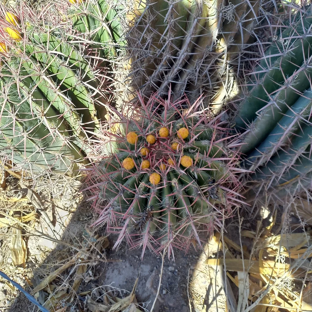 Ferocactus Pilosus