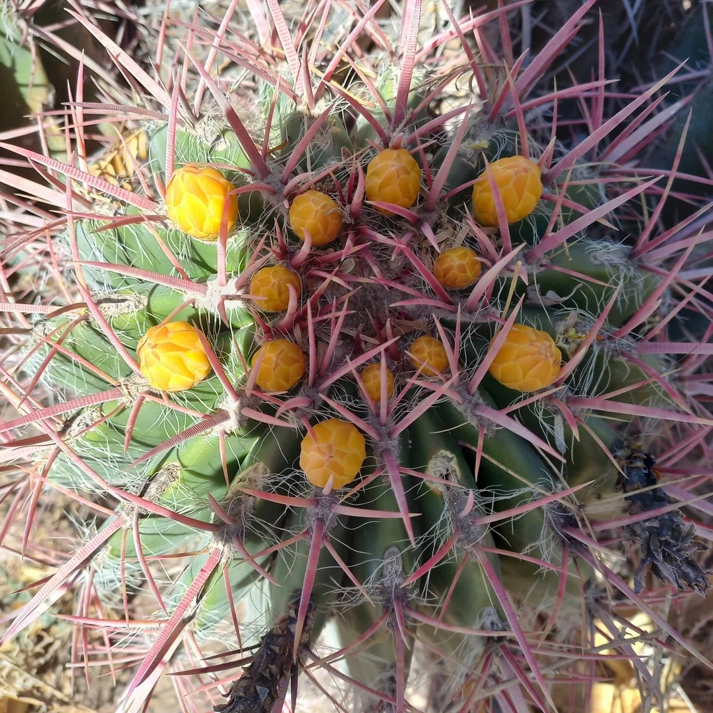 Ferocactus Pilosus