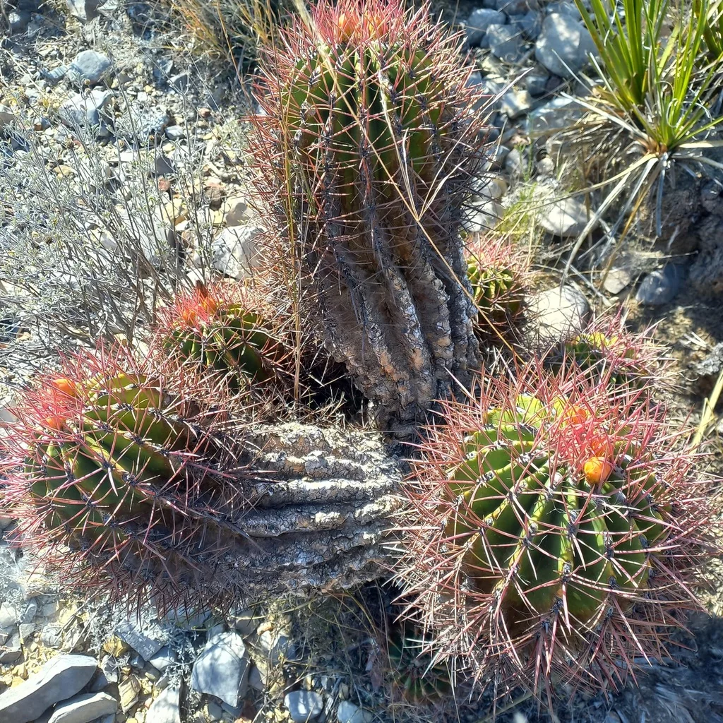 Ferocactus Pilosus