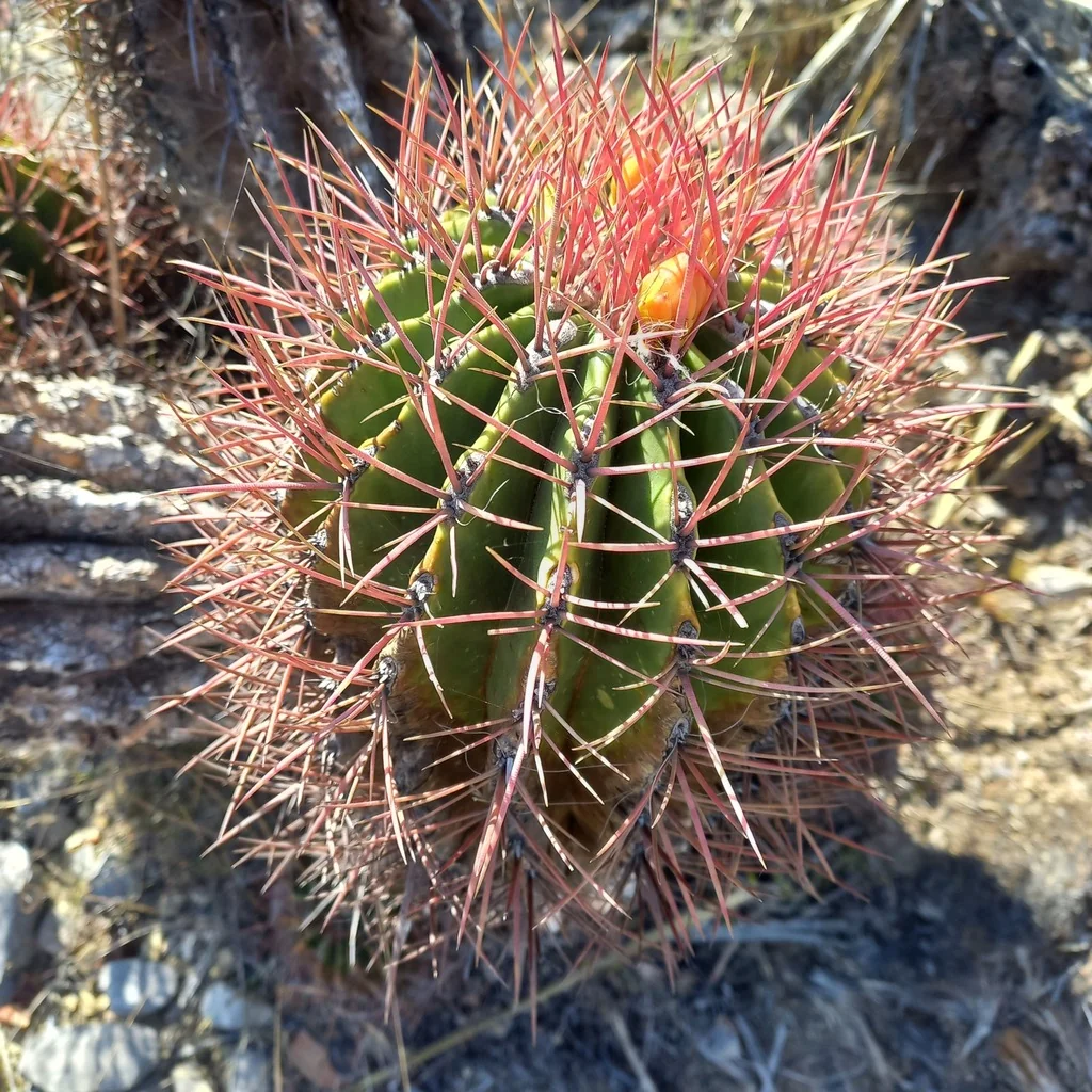 Ferocactus Pilosus