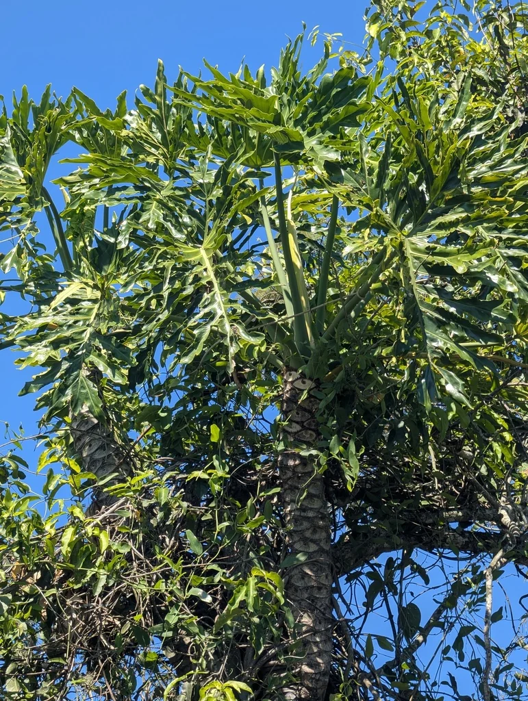 Philodendron Bipinnatifidum