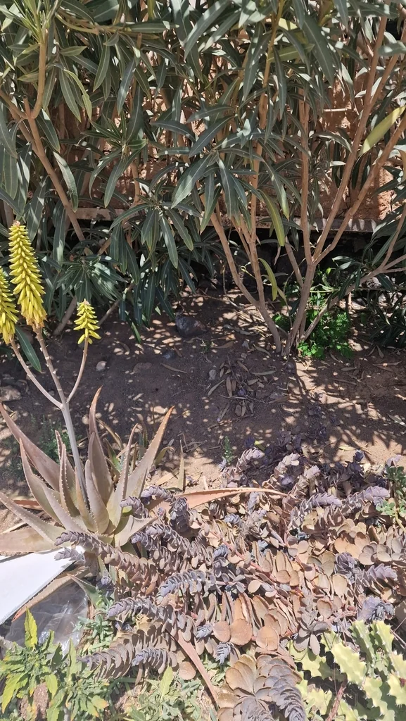 Aloe Vera
