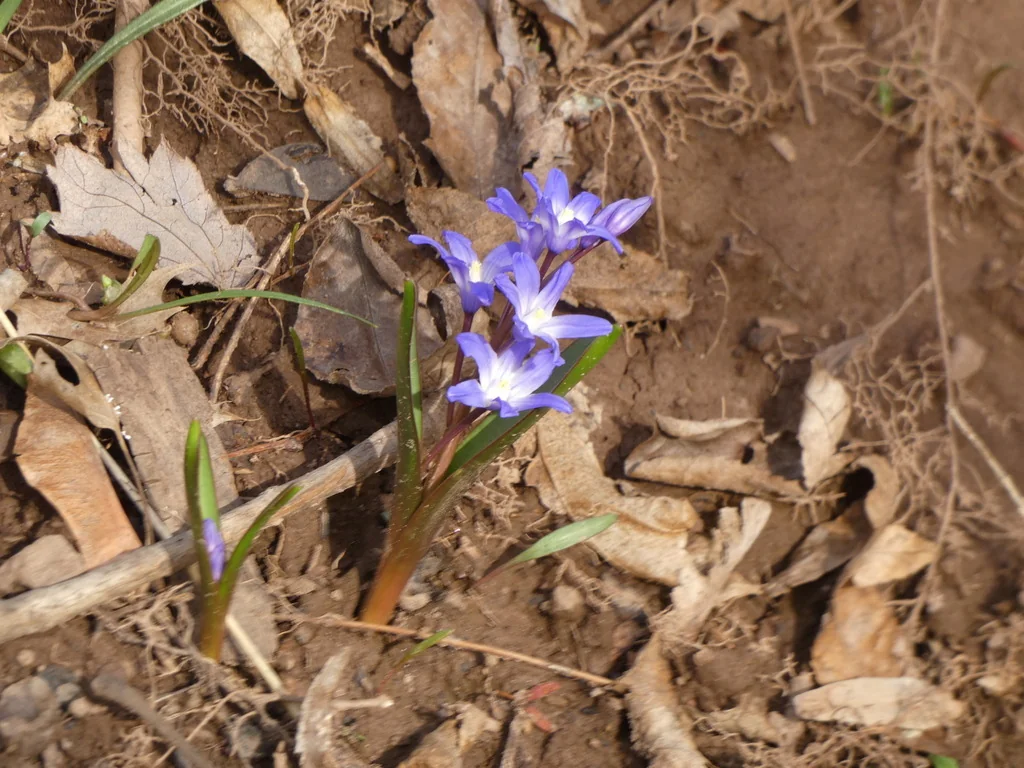 Chionodoxa Forbesii