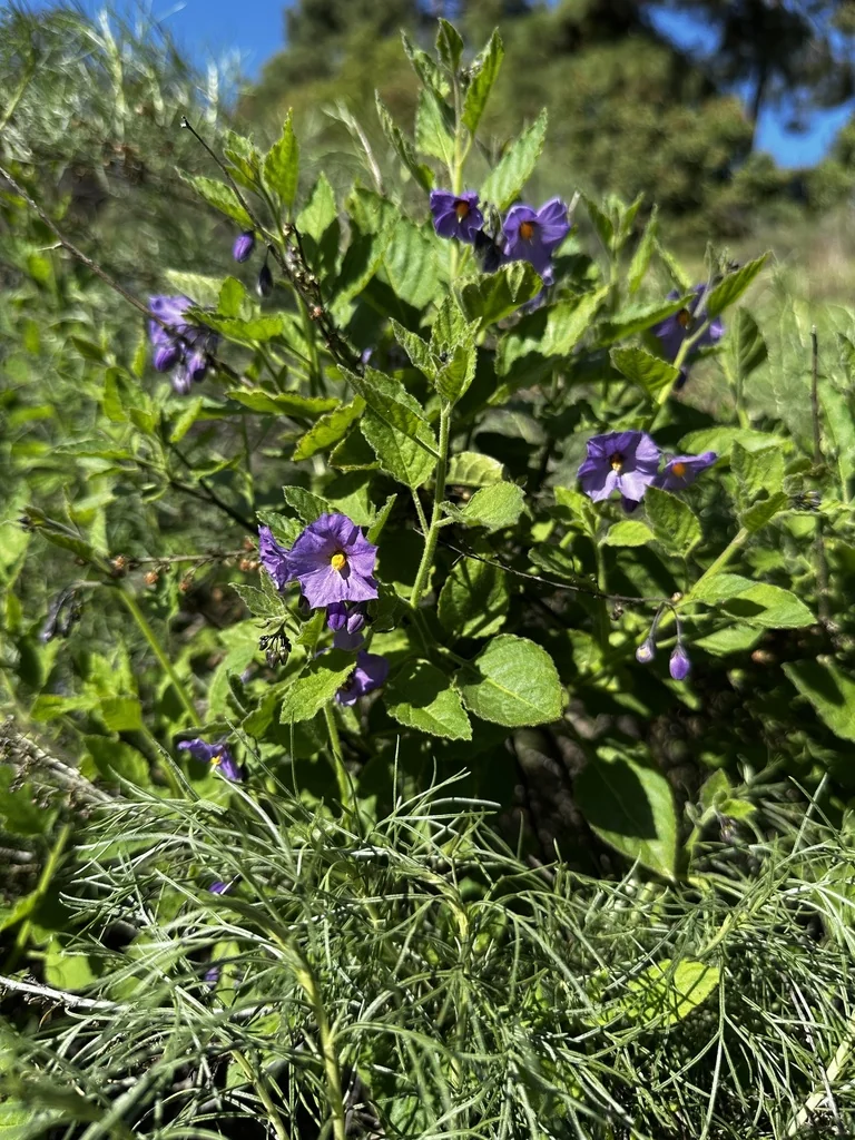 Solanum Xanti