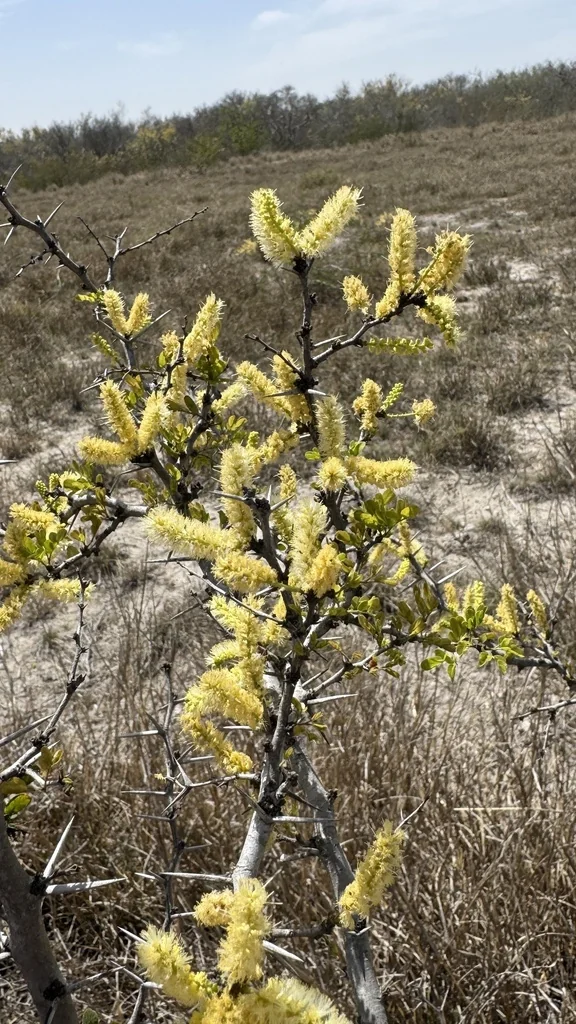 Acacia Rigidula