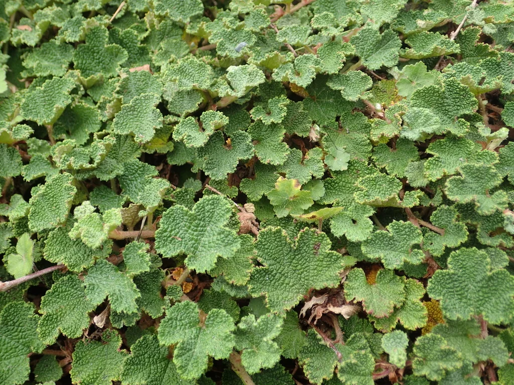 Rubus Pentalobus
