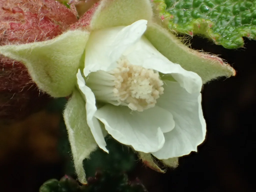 Rubus Pentalobus