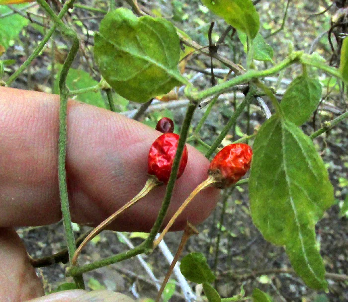 Capsicum annuum