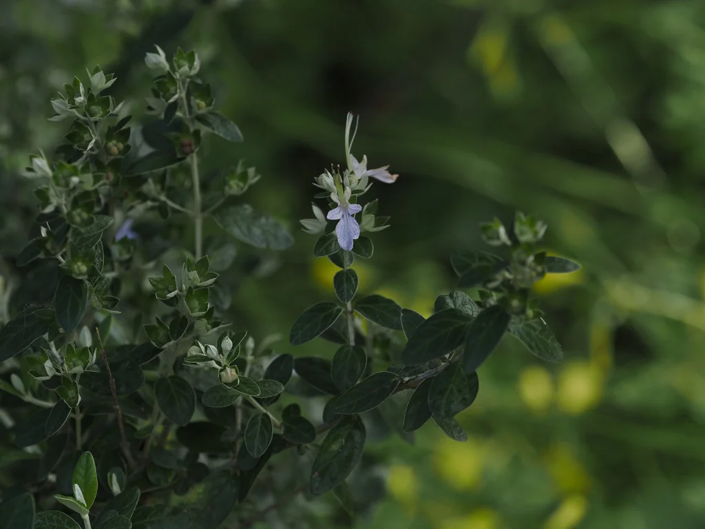 Teucrium Fruticans