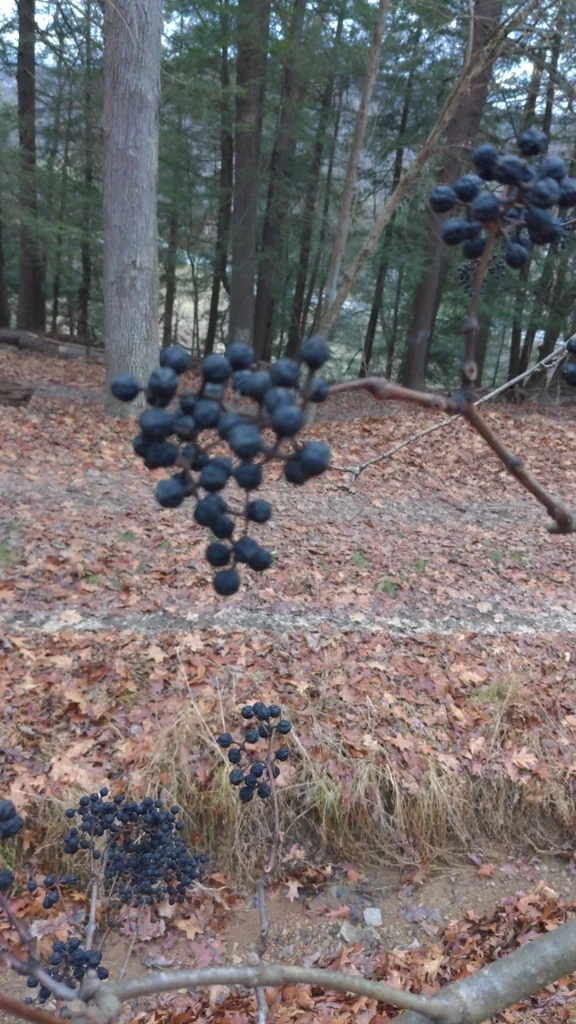 Phellodendron Amurense