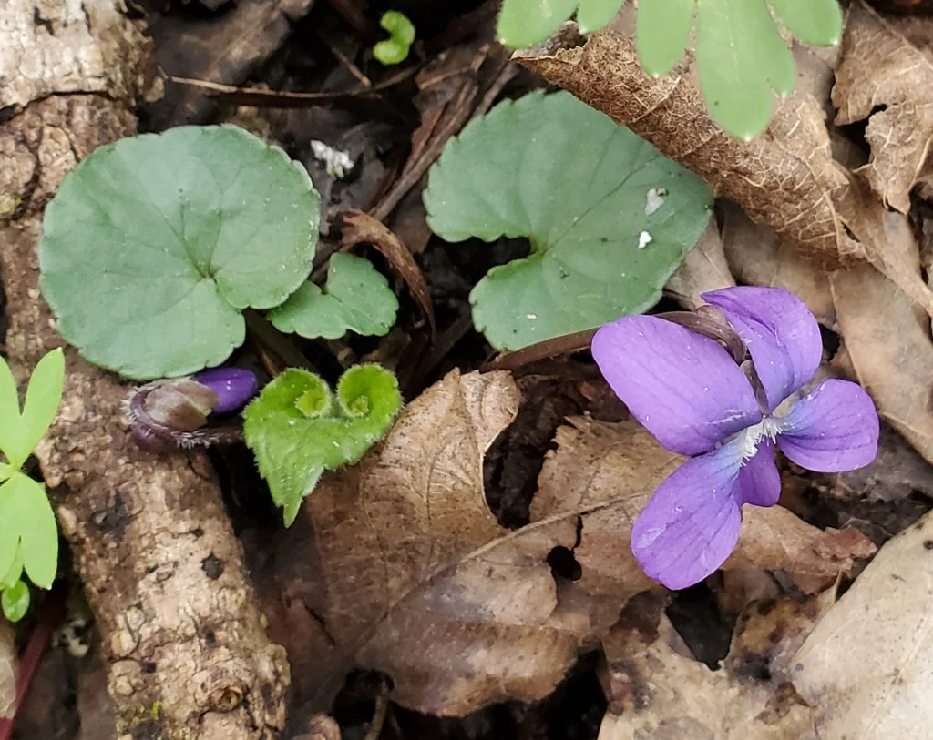 Viola Sororia